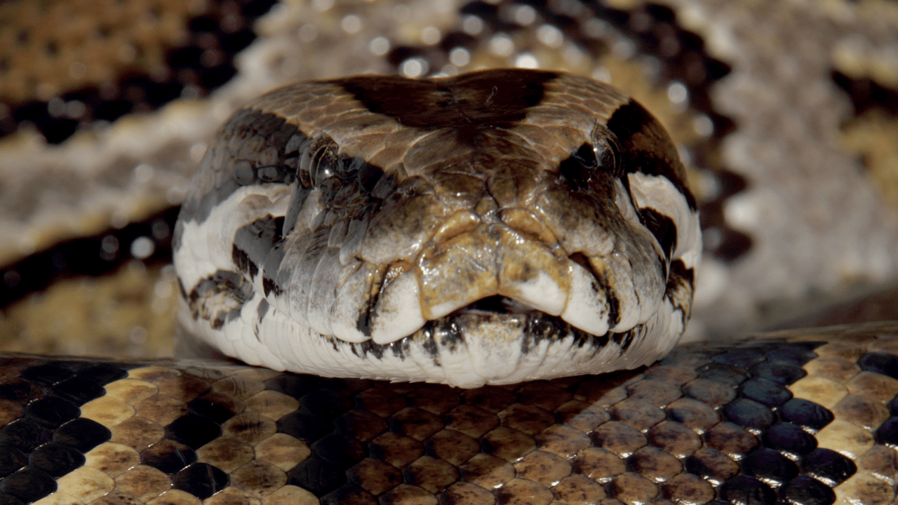 Dark web screenshot of Venom Stealer MaaS dashboard with ClickFix campaign builder